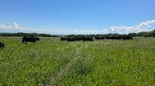 Bred Heifers - Photo 3