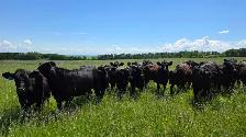 Bred Heifers - Photo 4