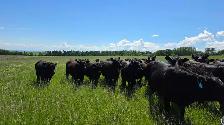 Bred Heifers - Photo 5