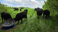 Bred Heifers - Photo 6