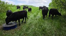 Bred Heifers - Photo 7