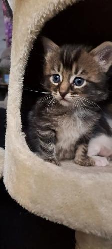 Les chatons Sibériens hypoallergeniques
