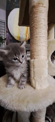 Les chatons Sibériens hypoallergeniques - Photo 2