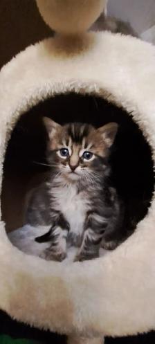 Les chatons Sibériens hypoallergeniques - Photo 3