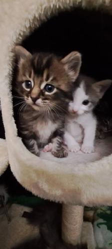 Les chatons Sibériens hypoallergeniques - Photo 4