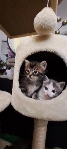 Les chatons Sibériens hypoallergeniques - Photo 5