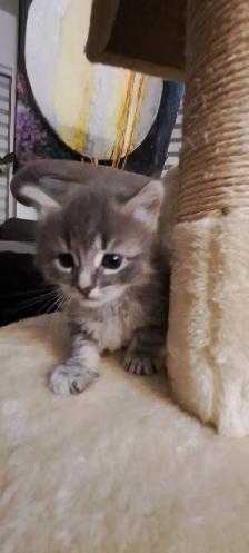 Les chatons Sibériens hypoallergeniques - Photo 6