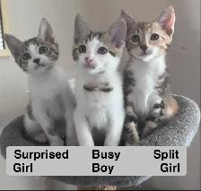 2 Beautiful Kittens Up for Adoption! Proceeds go to Charity