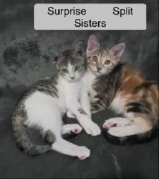 2 Beautiful Kittens Up for Adoption! Proceeds go to Charity - Photo 2