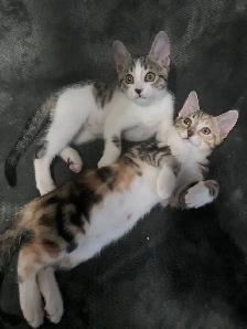 2 Beautiful Kittens Up for Adoption! Proceeds go to Charity - Photo 3
