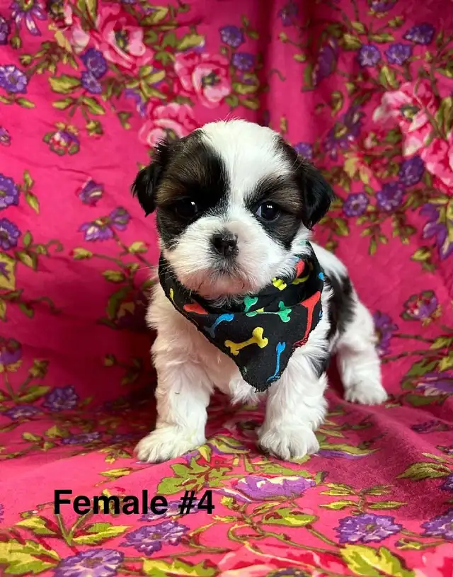 Bichon Shih Tzu Puppies - Vet Checked & Ready For Homes