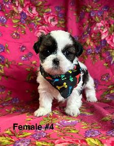 Bichon Shih Tzu Puppies - Vet Checked & Ready For Homes
