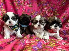 Bichon Shih Tzu Puppies - Vet Checked & Ready For Homes - Photo 2