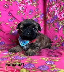 Bichon Shih Tzu Puppies - Vet Checked & Ready For Homes - Photo 3