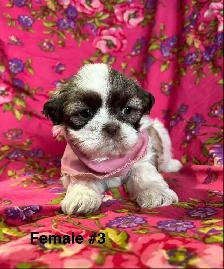 Bichon Shih Tzu Puppies - Vet Checked & Ready For Homes - Photo 4