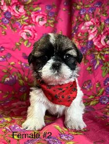 Bichon Shih Tzu Puppies - Vet Checked & Ready For Homes - Photo 5