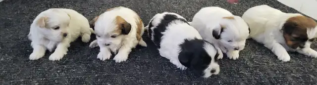 Shih Tzu Puppies
