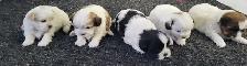 Shih Tzu Puppies