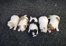 Shih Tzu Puppies - Photo 2