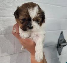 Shih Tzu Puppies - Photo 3