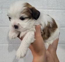 Shih Tzu Puppies - Photo 4
