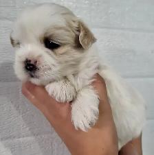 Shih Tzu Puppies - Photo 5