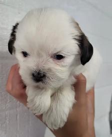 Shih Tzu Puppies - Photo 6