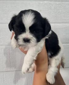Shih Tzu Puppies - Photo 7