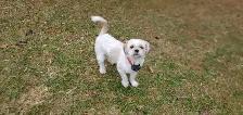 Shih Tzu Puppies - Photo 8