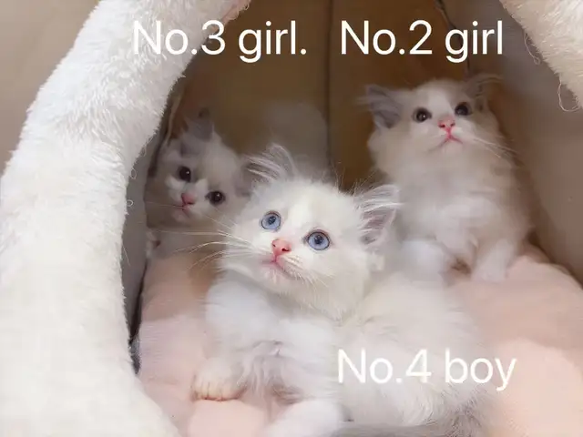 @@ Blue eyes ragdoll kittens ready now @@