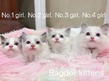 @@ Blue eyes ragdoll kittens ready now @@ - Photo 5