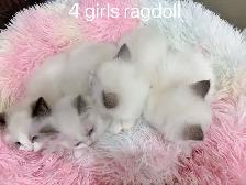 @@ Blue eyes ragdoll kittens ready now @@ - Photo 6
