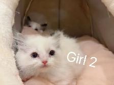 @@ Blue eyes ragdoll kittens ready now @@ - Photo 7