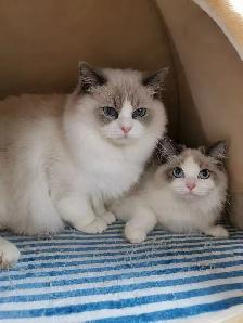 @@ Blue eyes ragdoll kittens ready now @@ - Photo 9