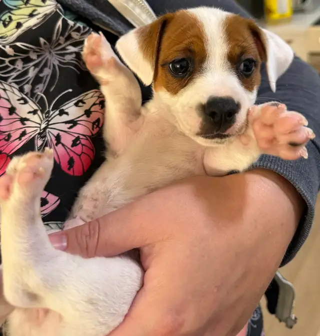 Jack Russell Puppies