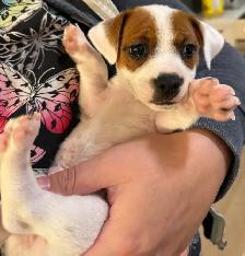 Jack Russell Puppies