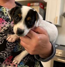 Jack Russell Puppies - Photo 2