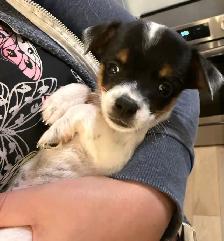 Jack Russell Puppies - Photo 3