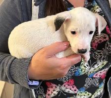 Jack Russell Puppies - Photo 4