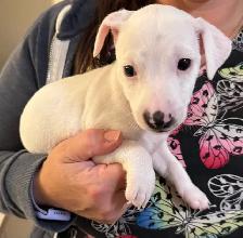 Jack Russell Puppies - Photo 5