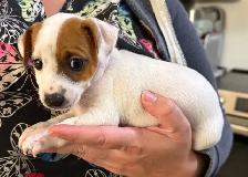 Jack Russell Puppies - Photo 6