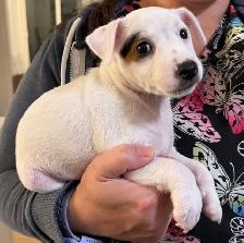 Jack Russell Puppies - Photo 7