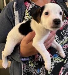 Jack Russell Puppies - Photo 8