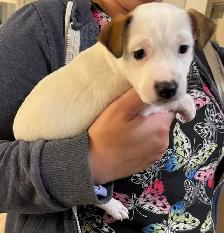 Jack Russell Puppies - Photo 9