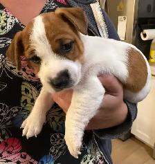 Jack Russell Puppies - Photo 10