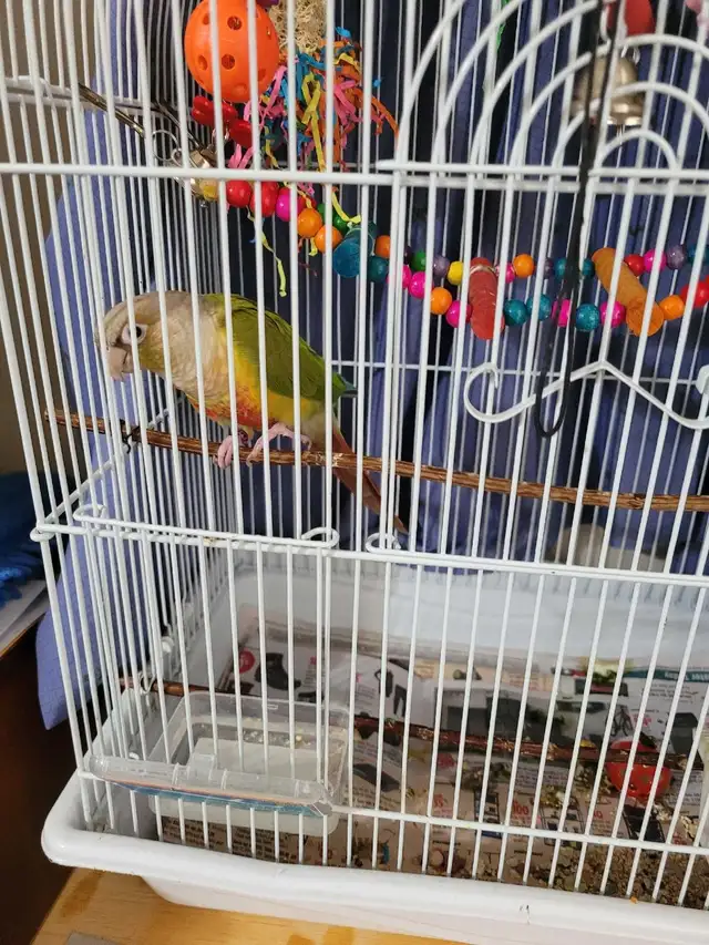 3 years old Pineapple Conure