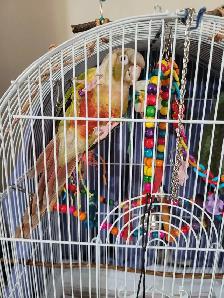 3 years old Pineapple Conure - Photo 2