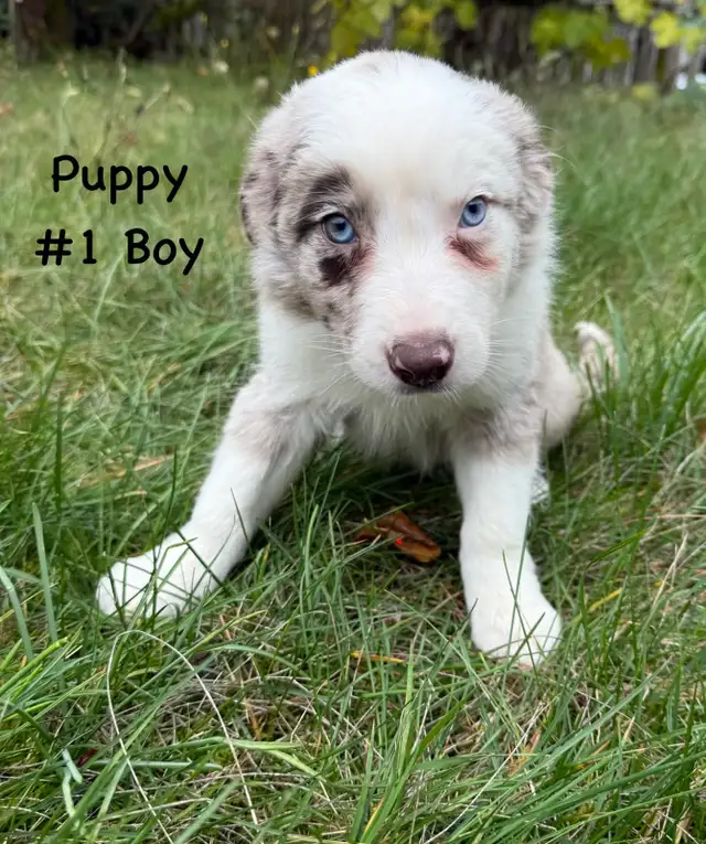 Cutest border collie x Australian shepherd puppies available now