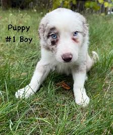 Cutest border collie x Australian shepherd puppies available now