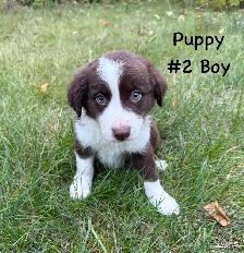 Cutest border collie x Australian shepherd puppies available now - Photo 2